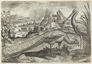 Peacock and Stork