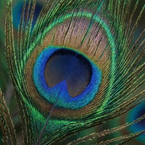 Peacock Eye