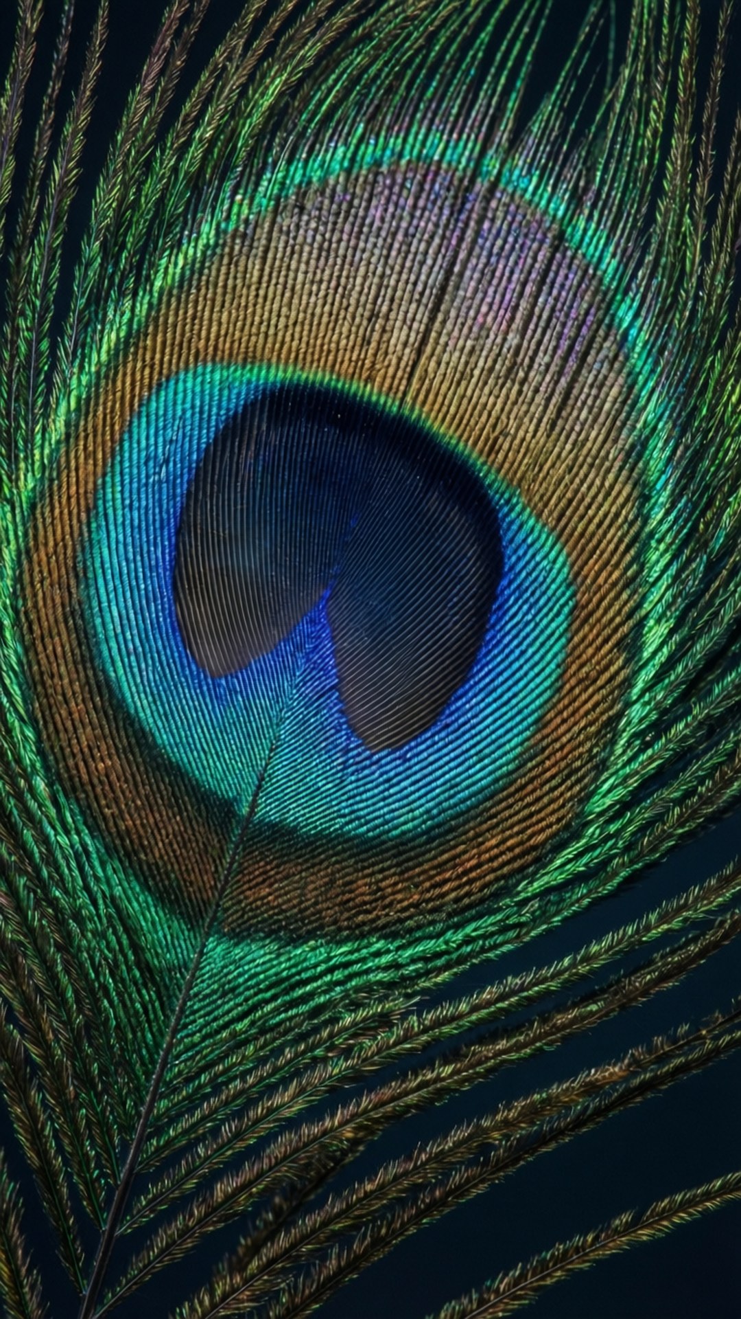 Peacock Eye Macro by Wallpapers.art Studio