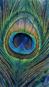Peacock Feather