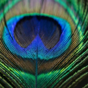 Peacock Feather Blur