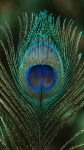 Peacock Feather Close-Up