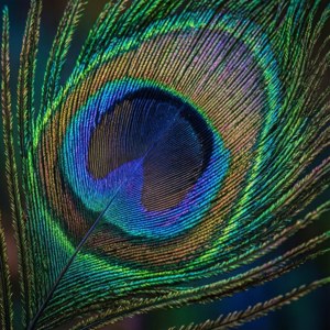 Peacock Feather Detail