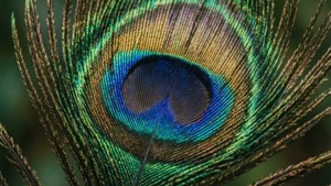 Peacock Feather Detail