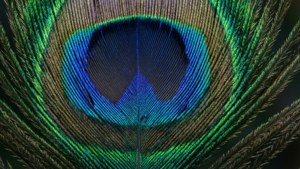 Peacock Feather Detail