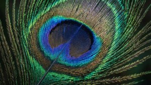 Peacock Feather Detail