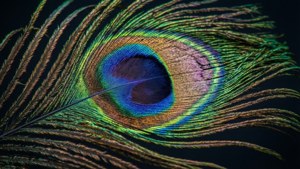 Peacock Feather Detail