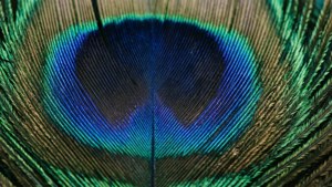 Peacock Feather Detail