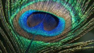 Peacock Feather Intricacy