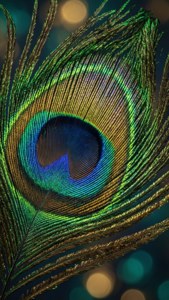 Peacock Feather Iridescence