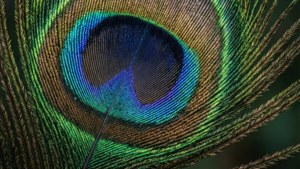 Peacock Feather Iris