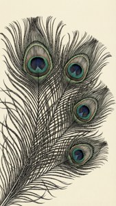 Peacock Feather Lines