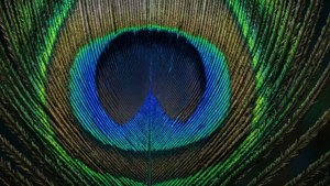 Peacock Feather Macro