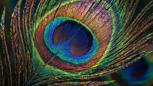 Peacock Feather Macro