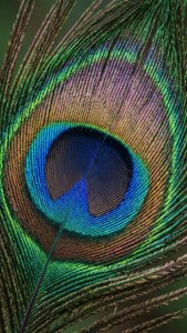 Peacock Feather Macro