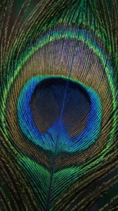 Peacock Feather Macro
