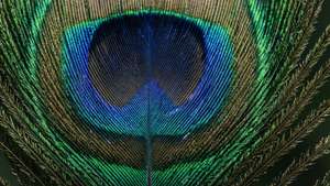 Peacock Feather Macro