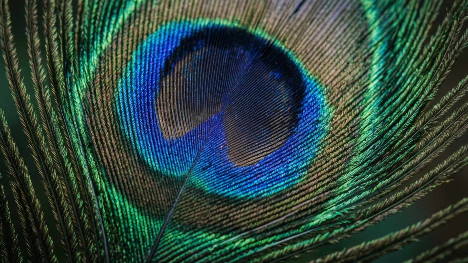 Peacock Feather Macro by Wallpapers.art Studio