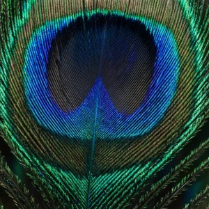 Peacock Feather Macro