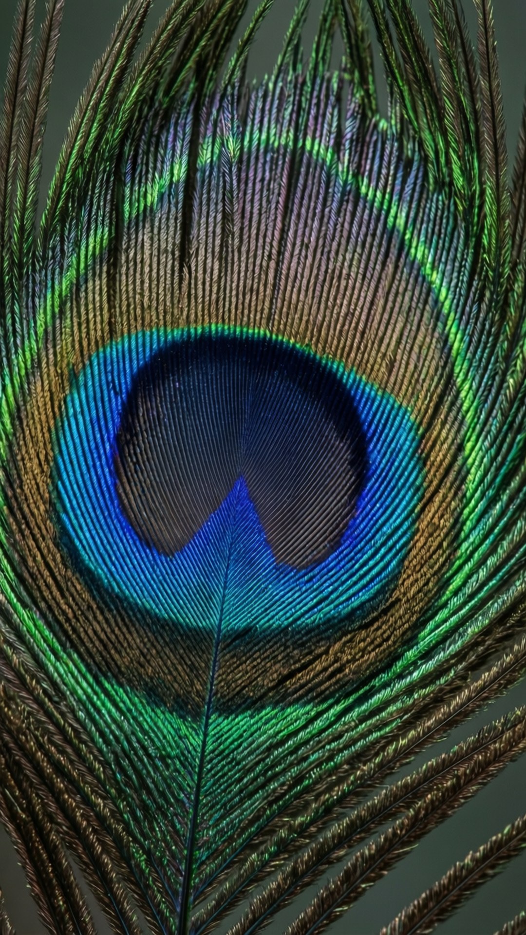 Peacock Feather Macro by Wallpapers.art Studio