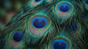 Peacock Feathers