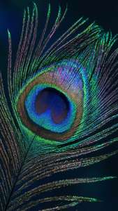Peacock Holographic Feathers