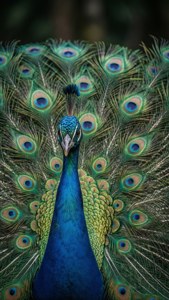 Peacock Pride Background