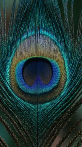 Peacock Teal Eye