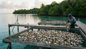 Pearl Farm Collection