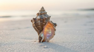 Pearl on the Shore