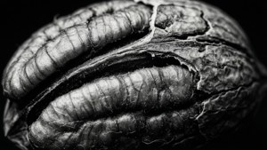 Pecan Shell Abstract