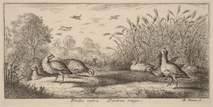 Pedrix rubra, The Red-Legged Partridge