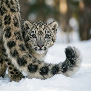 Peek-a-Boo Cub
