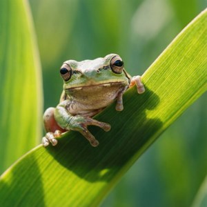 Peek-a-Boo Frog