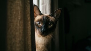 Peek-a-Boo Korat