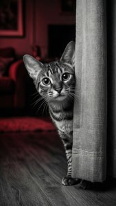 Peekaboo Noir