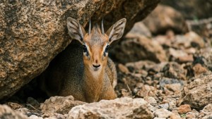 Peeking Dik-dik Behind Rock