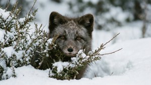 Peeking Fox