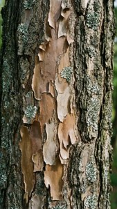 Peeling Tree Bark