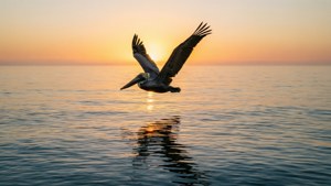 Pelican Sunrise