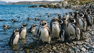 Penguin Colony