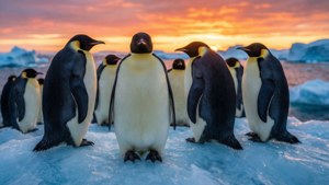 Penguin Iceberg Sunset