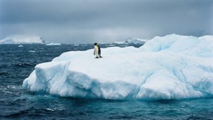 Penguin Outcast