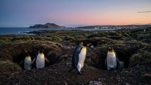 Penguin Parade Dusk