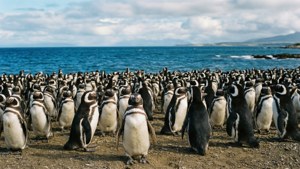Penguin Paradise