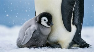 Penguin Snuggle