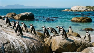 Penguins at Boulders Beach
