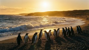 Penguins at Sunset