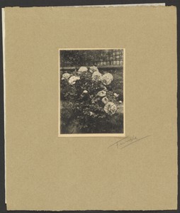 [Peony Bush in Garden]