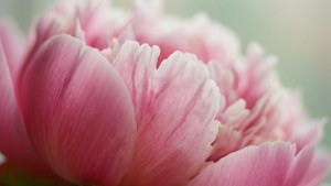 Peony Ruffled Petal